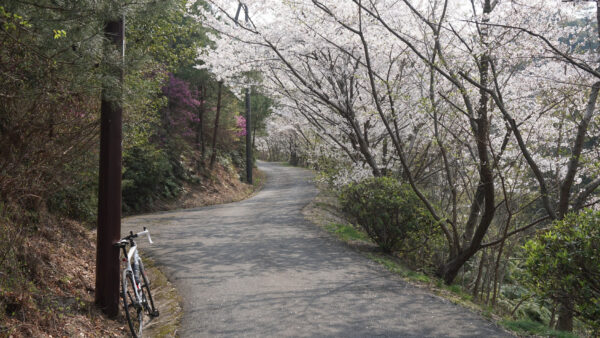 ohanami_cycling_10