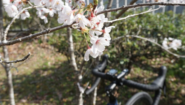 ohanami_cycling_07